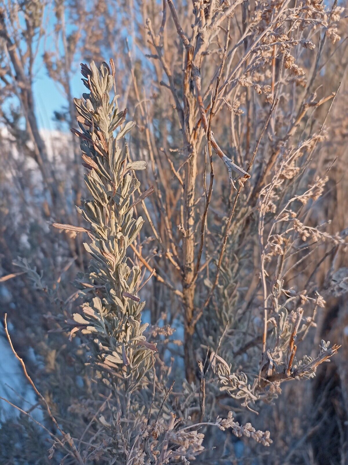 Basin Big Sagebrush, 1 gal. Organic Pot (Artemisia tridentata var. tridentata)