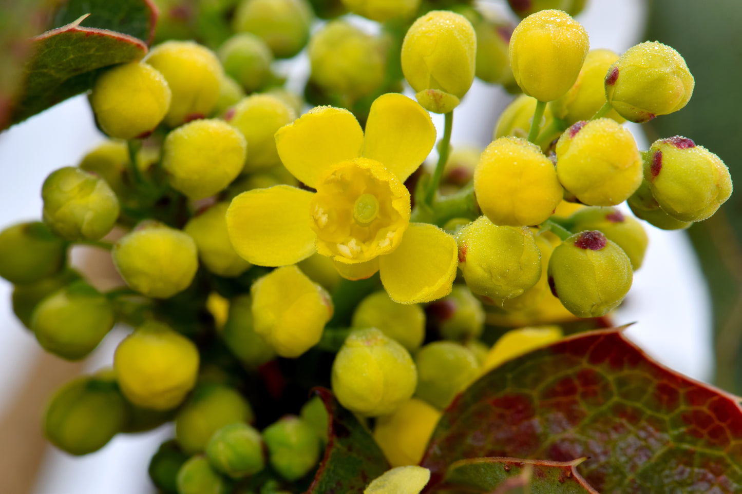 Creeping Oregon Grape, Mahonia Repens 20-200 Seeds