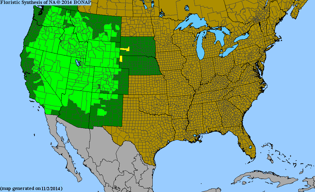 Yellow Rabbitbrush (Chrysothamnus viscidiflorus) 4" Pot