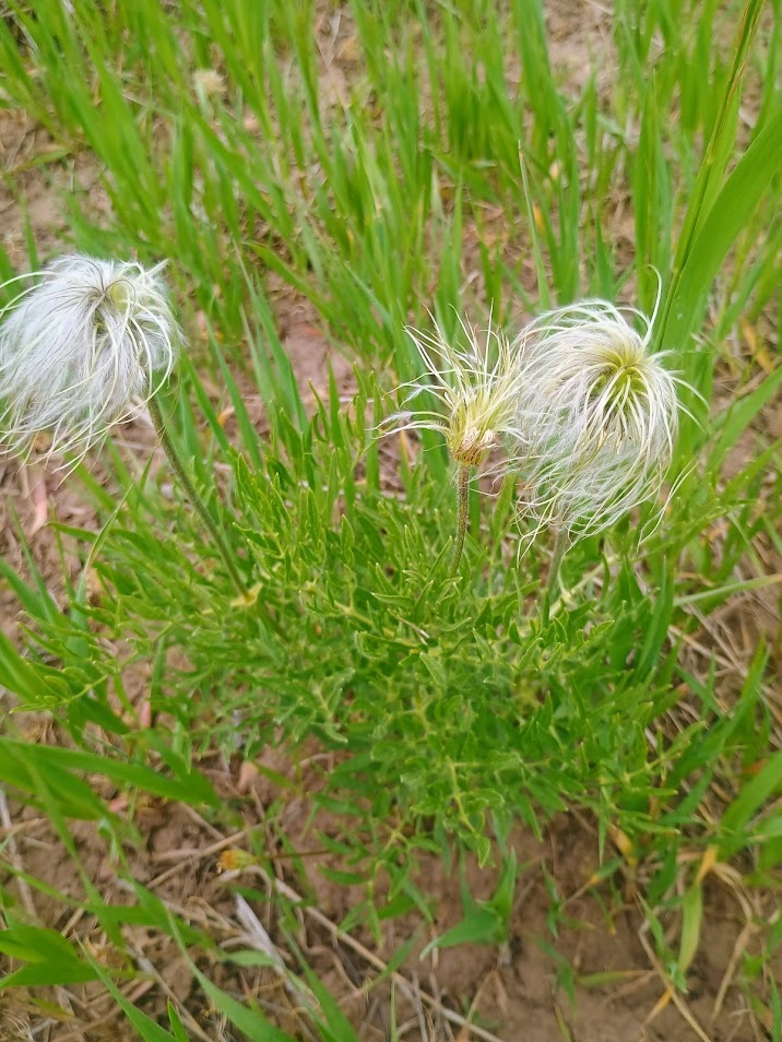 Clematis hirsutissima (Hairy Clematis) 20 Seeds