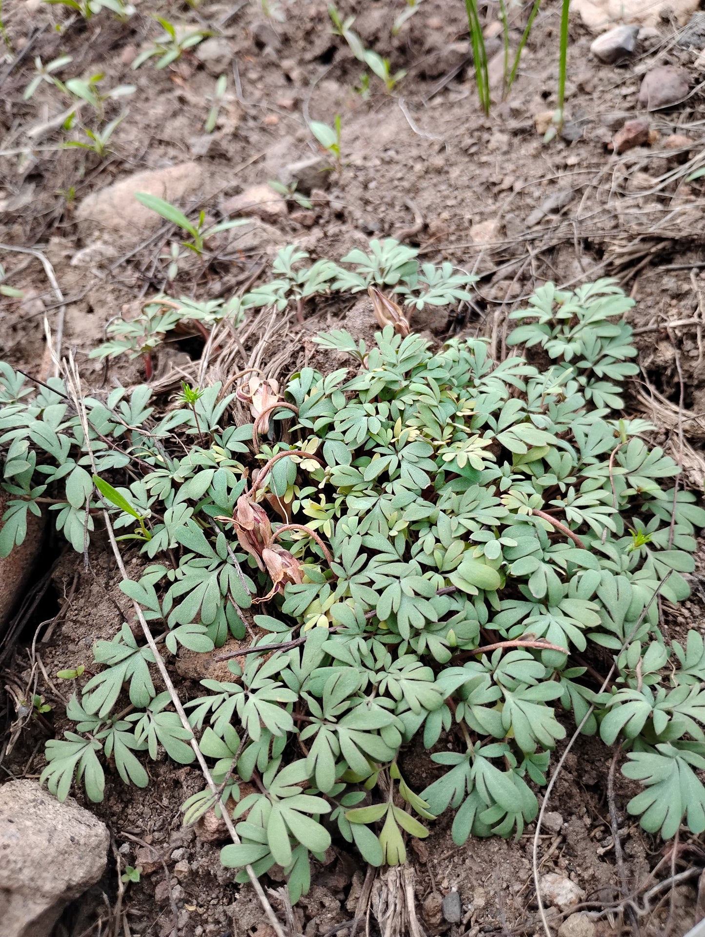 Dicentra uniflora(Steer's Head) 40 Seeds
