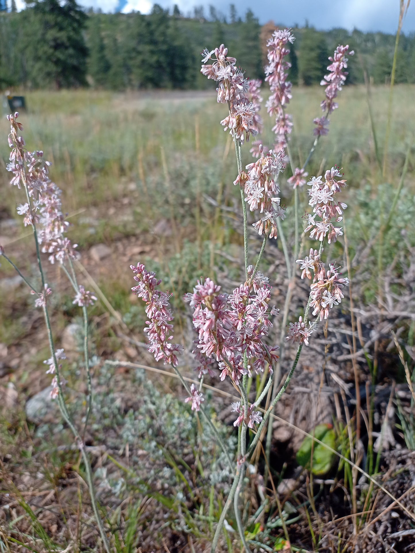 Redroot Buckwheat, Eriogonum Racemosum 10-200 Seeds