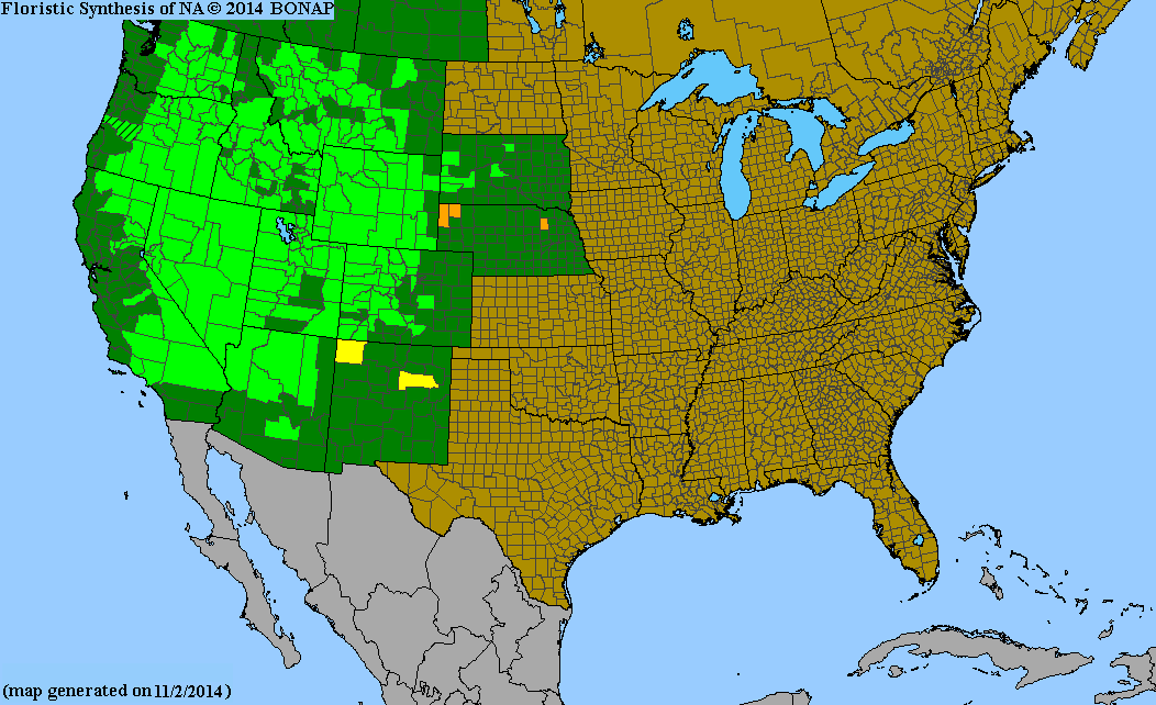 Leymus cinereus (Great Basin Wildrye)
