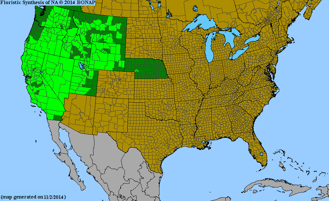 Mentzelia laevicualis (Giant Blazingstar) 30 Seeds