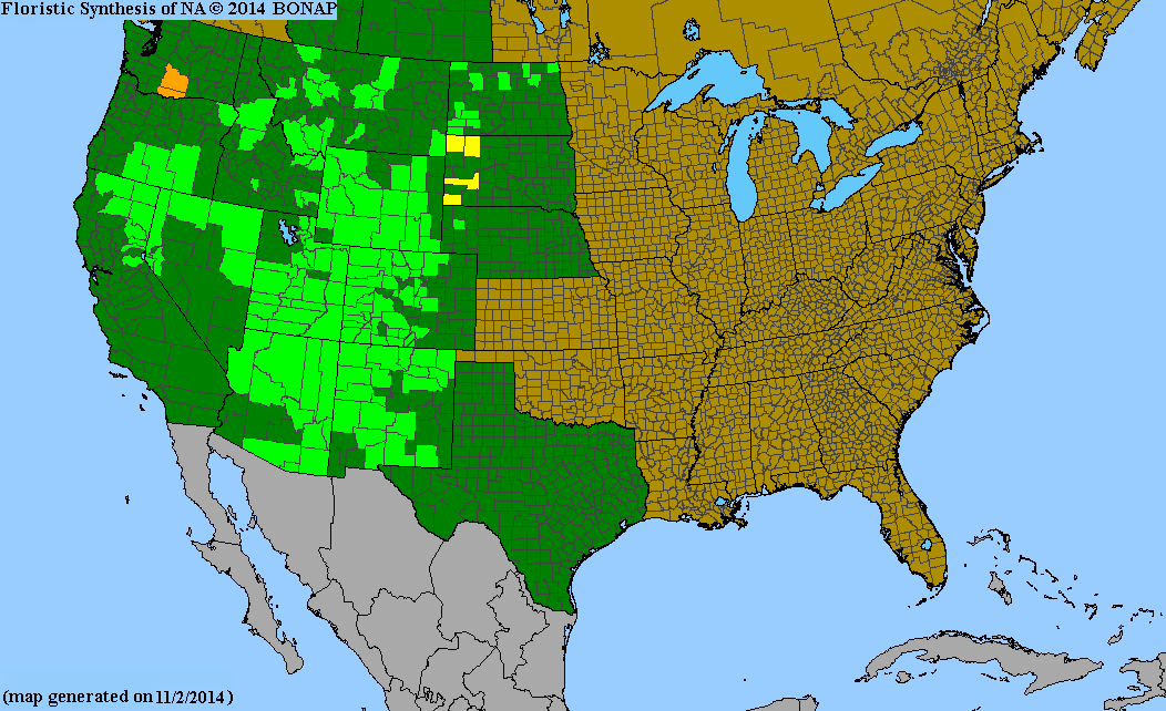 Oenothera flava v. flava (Yellow Evening Primrose) 30 Seeds