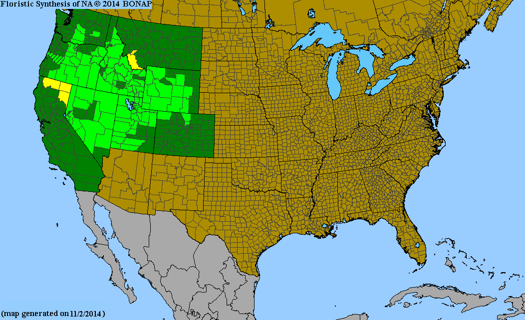 Penstemon humilis (Low Penstemon) 50 seeds