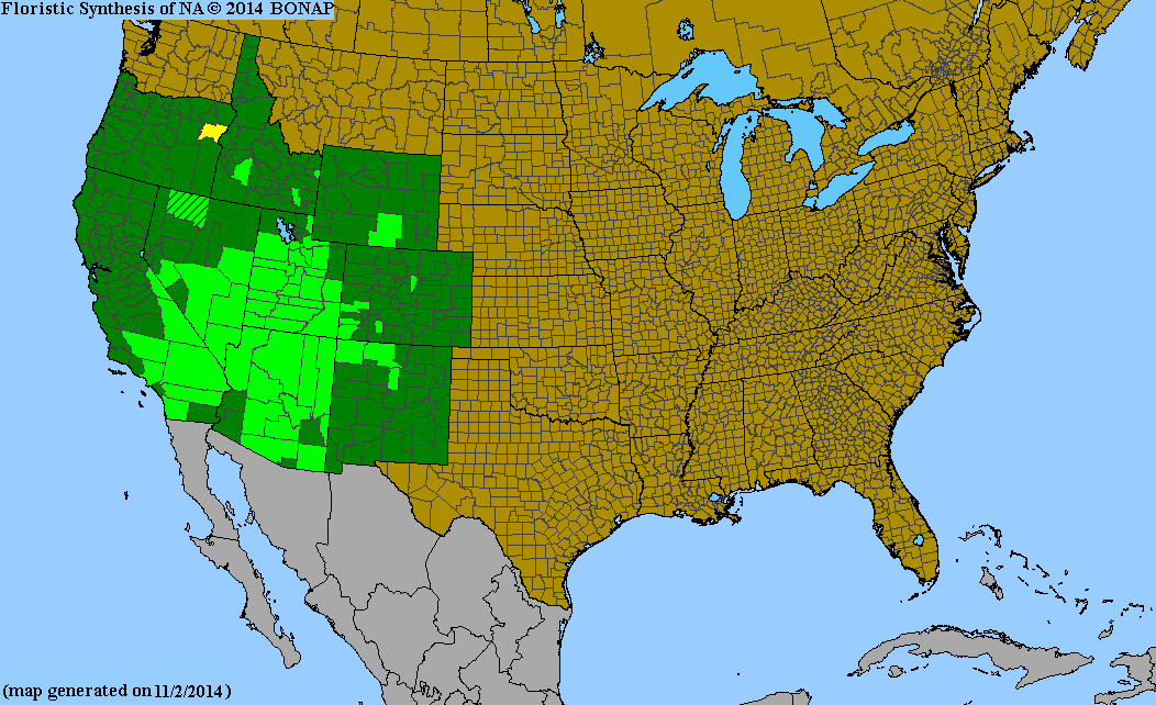 Penstemon eatonii (Firecracker Penstemon) 100 Seeds