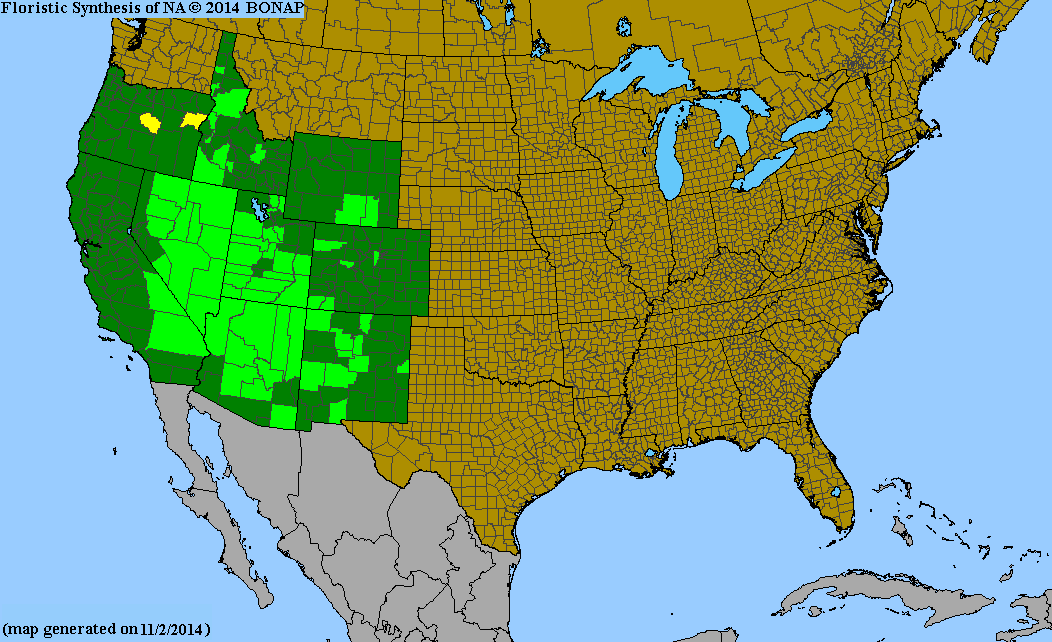 Penstemon palmeri (Palmer's Penstemon) 100 Seeds