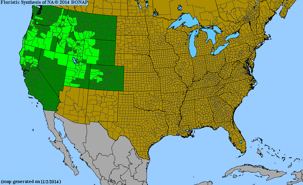Rudbeckia occidentalis (Western Coneflower) 40 Seeds