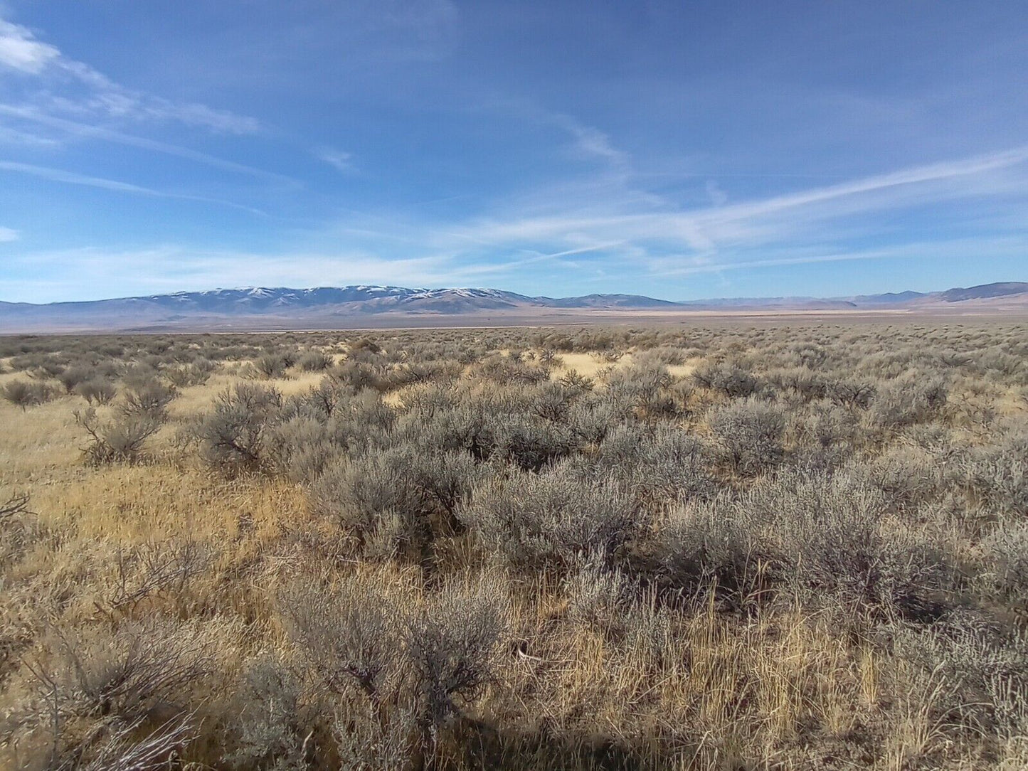 Artemisia arbuscula (Low Sagebrush)