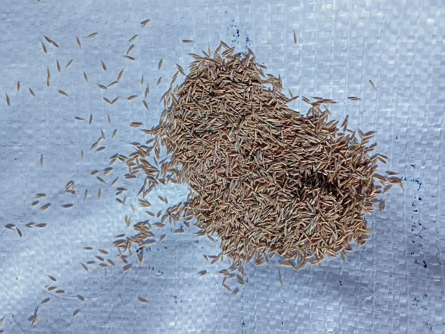 Festuca ovina (Sheep Fescue)