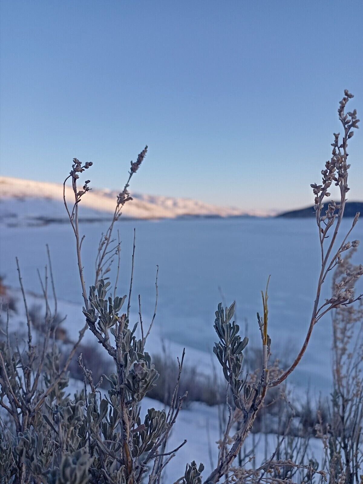Artemisia tridentata v. tridentata (Basin Big Sagebrush)