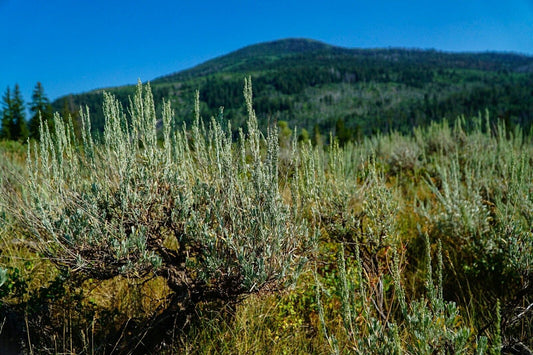 Mountain Big Sagebrush, Artemisia tridentata vaseyena 50-10000 seeds