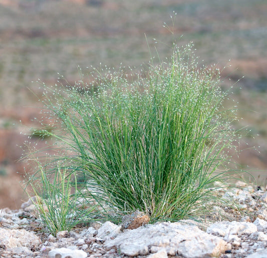 Indian Ricegrass -- Paloma, Achnatherm hymenoides 50-500 seeds