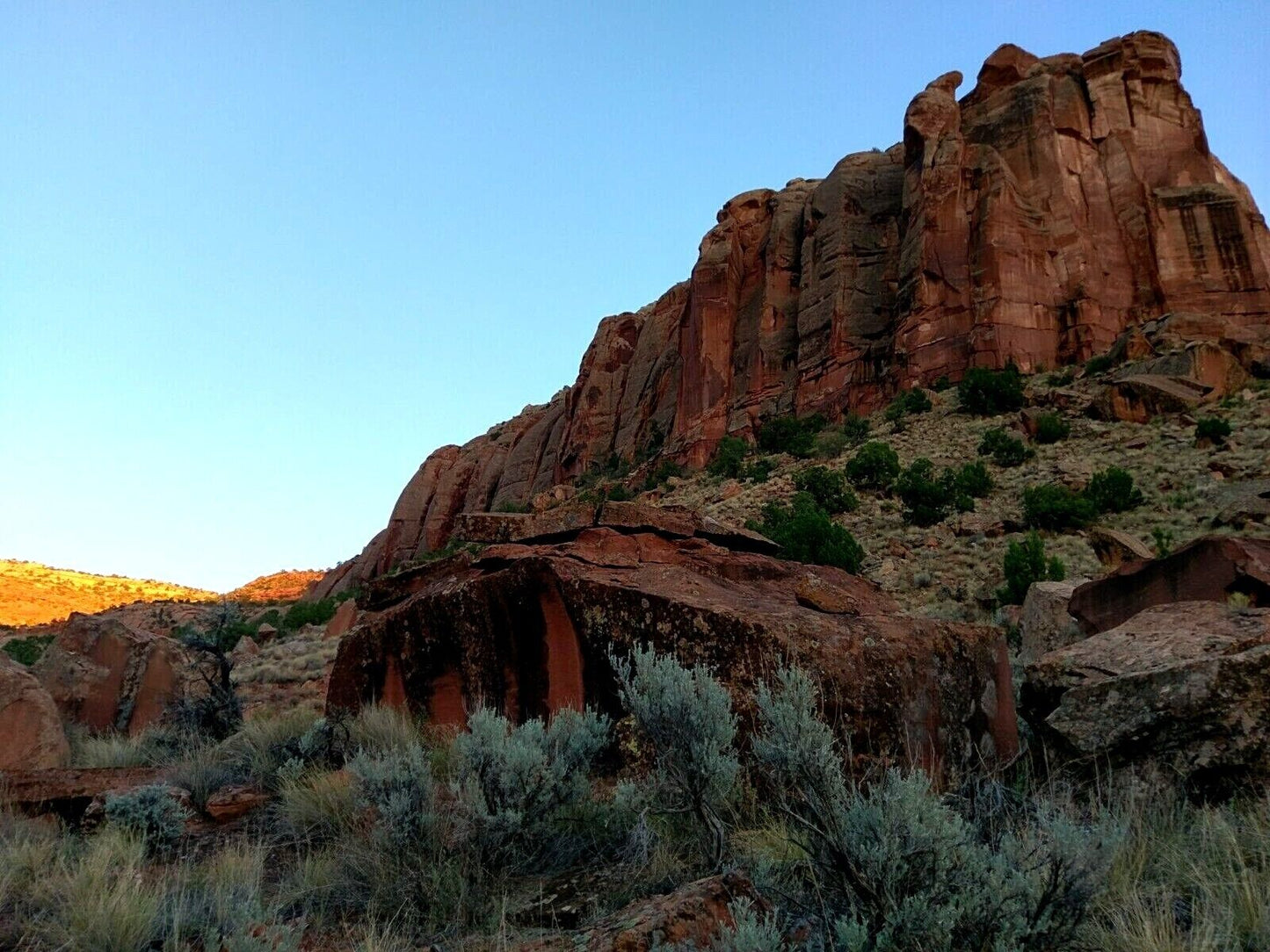 Artemisia tridentata v. tridentata (Basin Big Sagebrush)