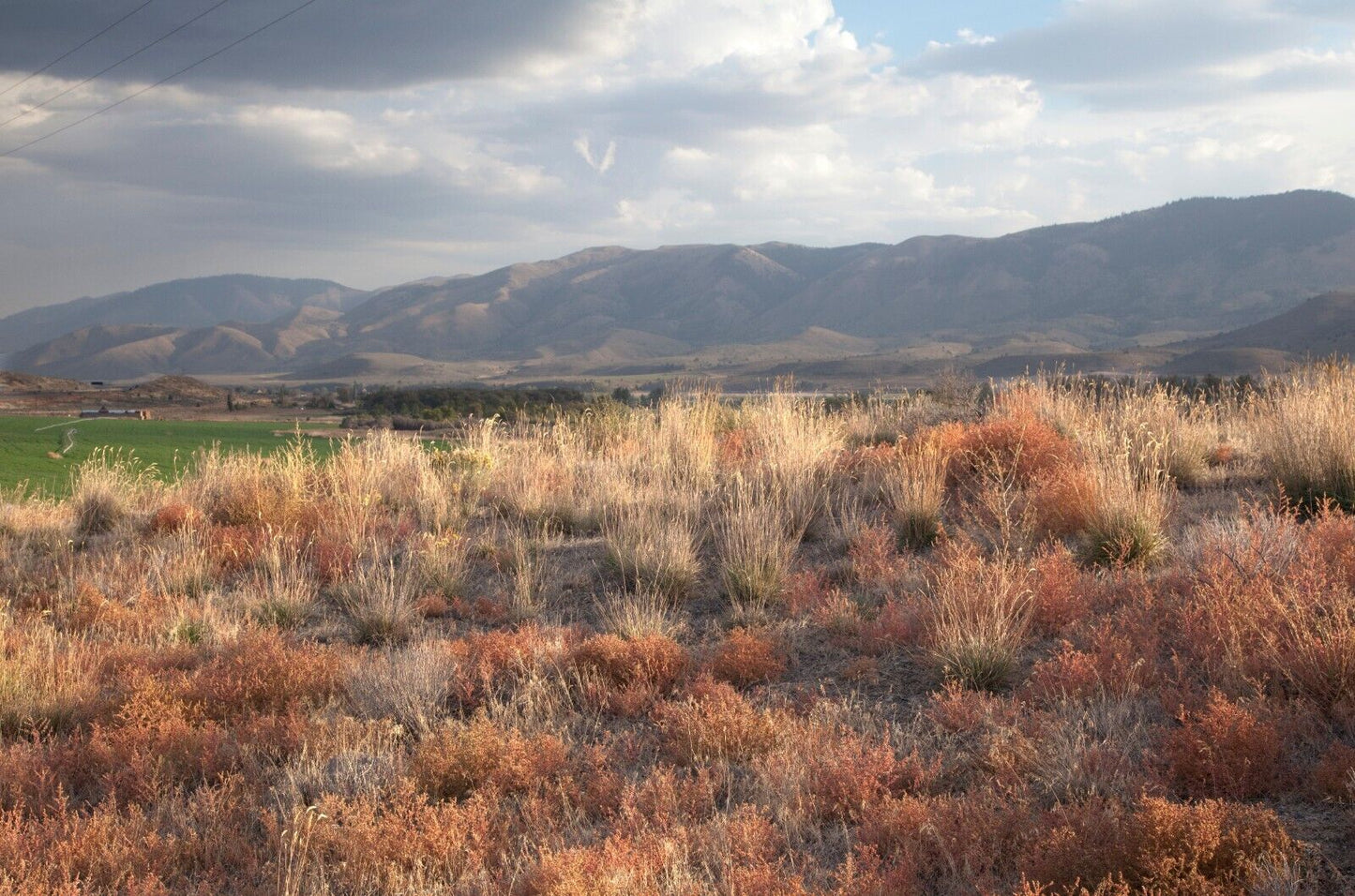 Festuca idahoensis (Idaho Fescue)