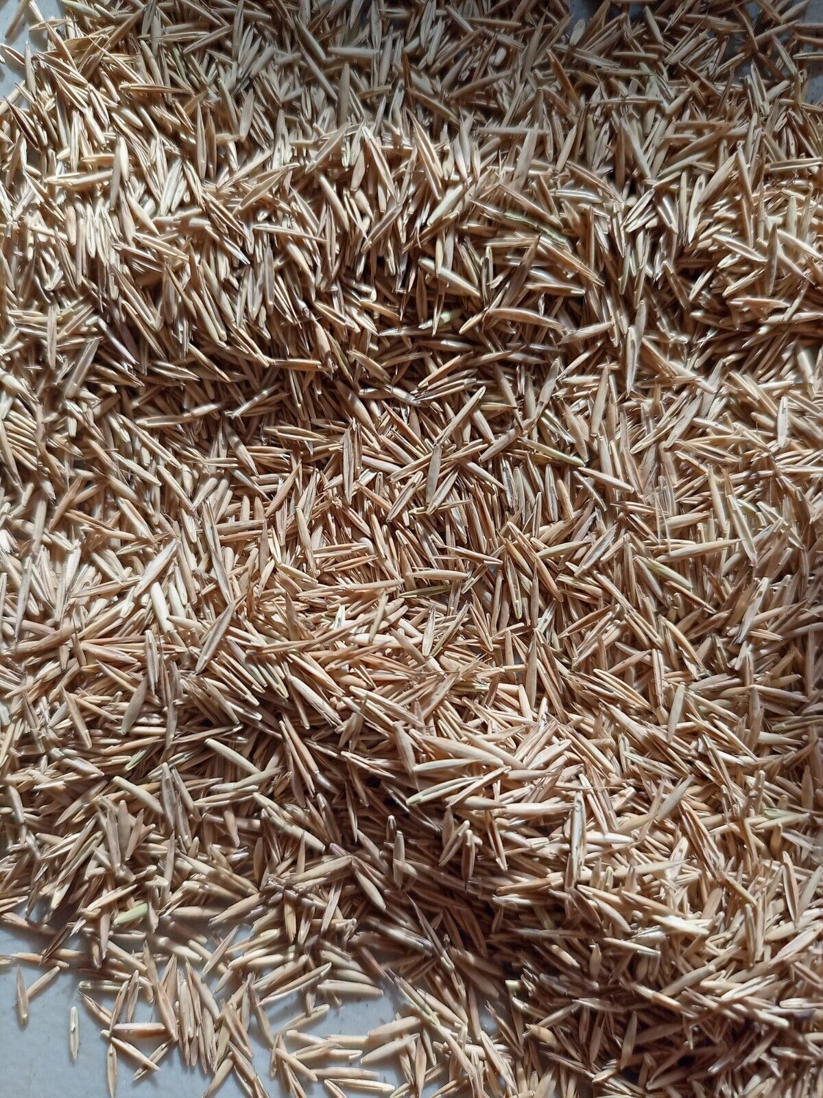 Festuca idahoensis (Idaho Fescue)