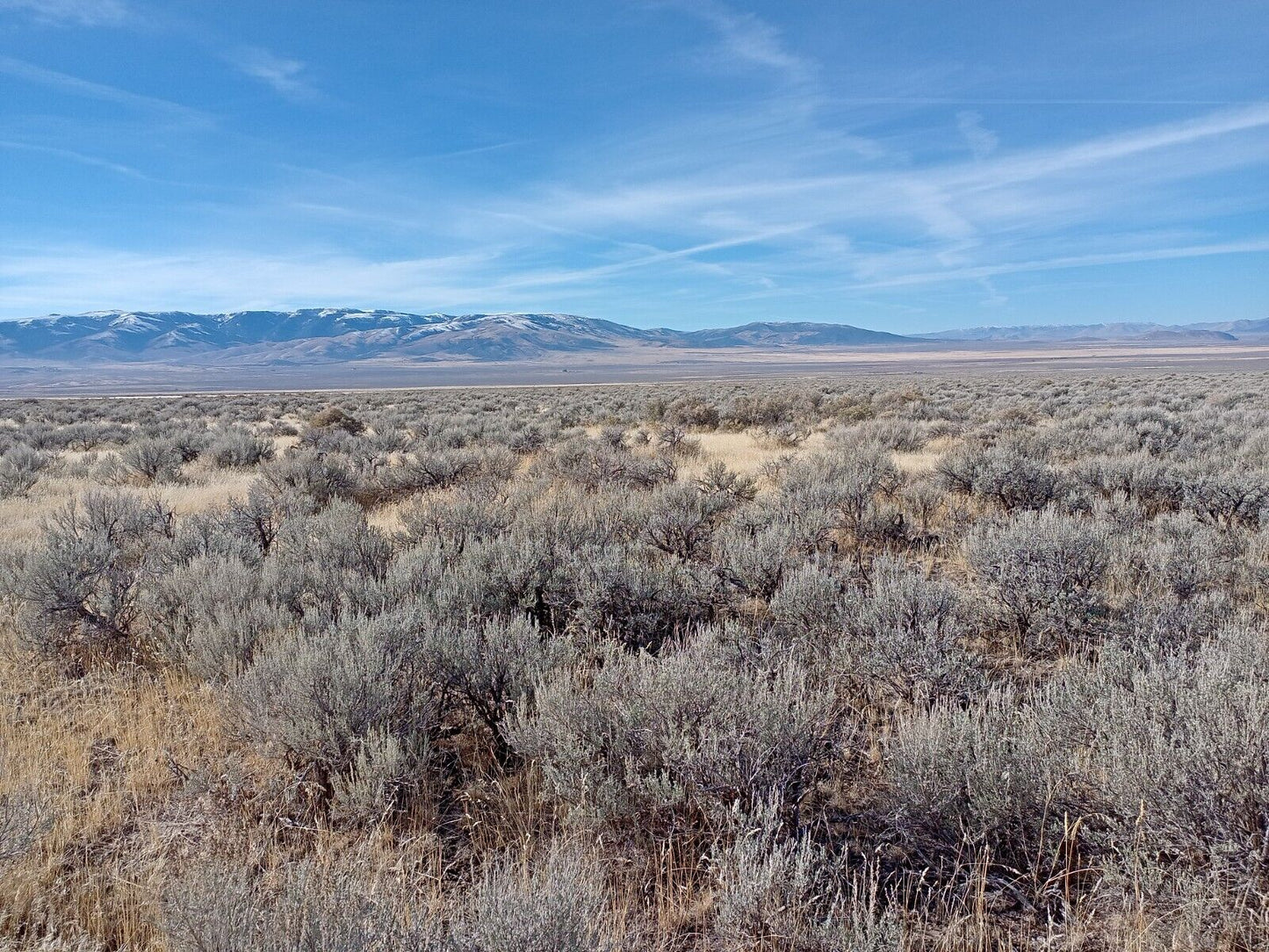 Artemisia arbuscula (Low Sagebrush)