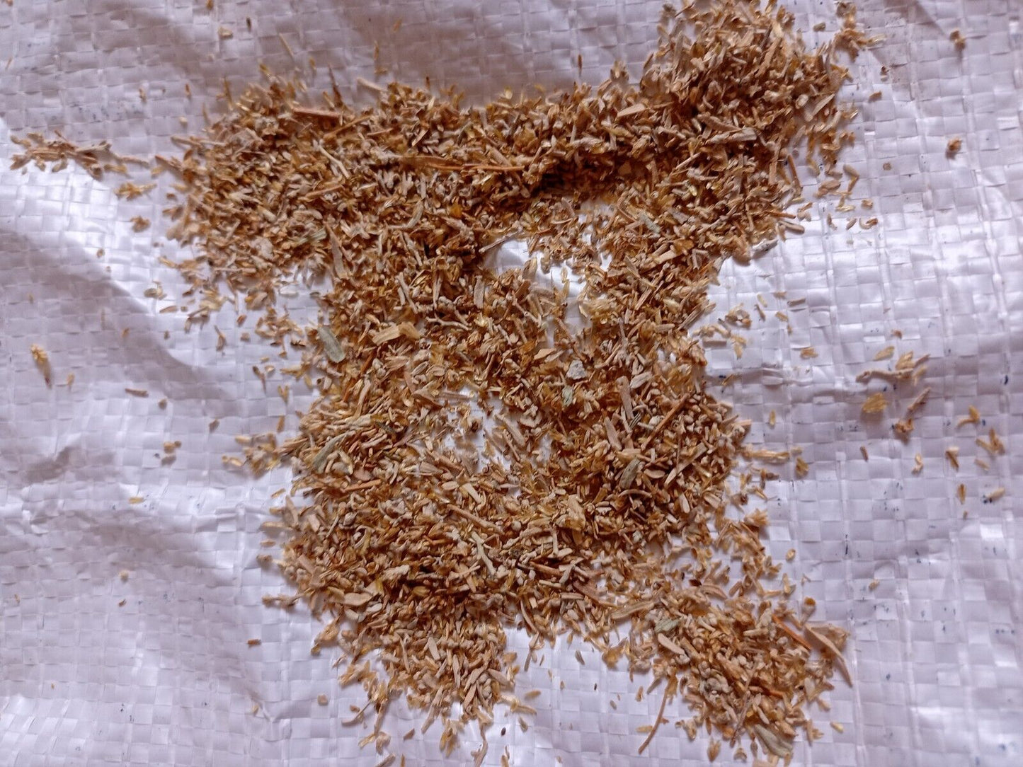 Artemisia arbuscula (Low Sagebrush)