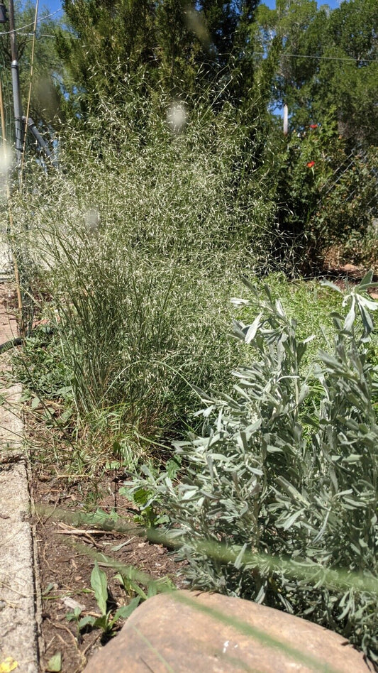 Indian Ricegrass--Nezpar, Achnatherum hymenoides 50-500 seeds