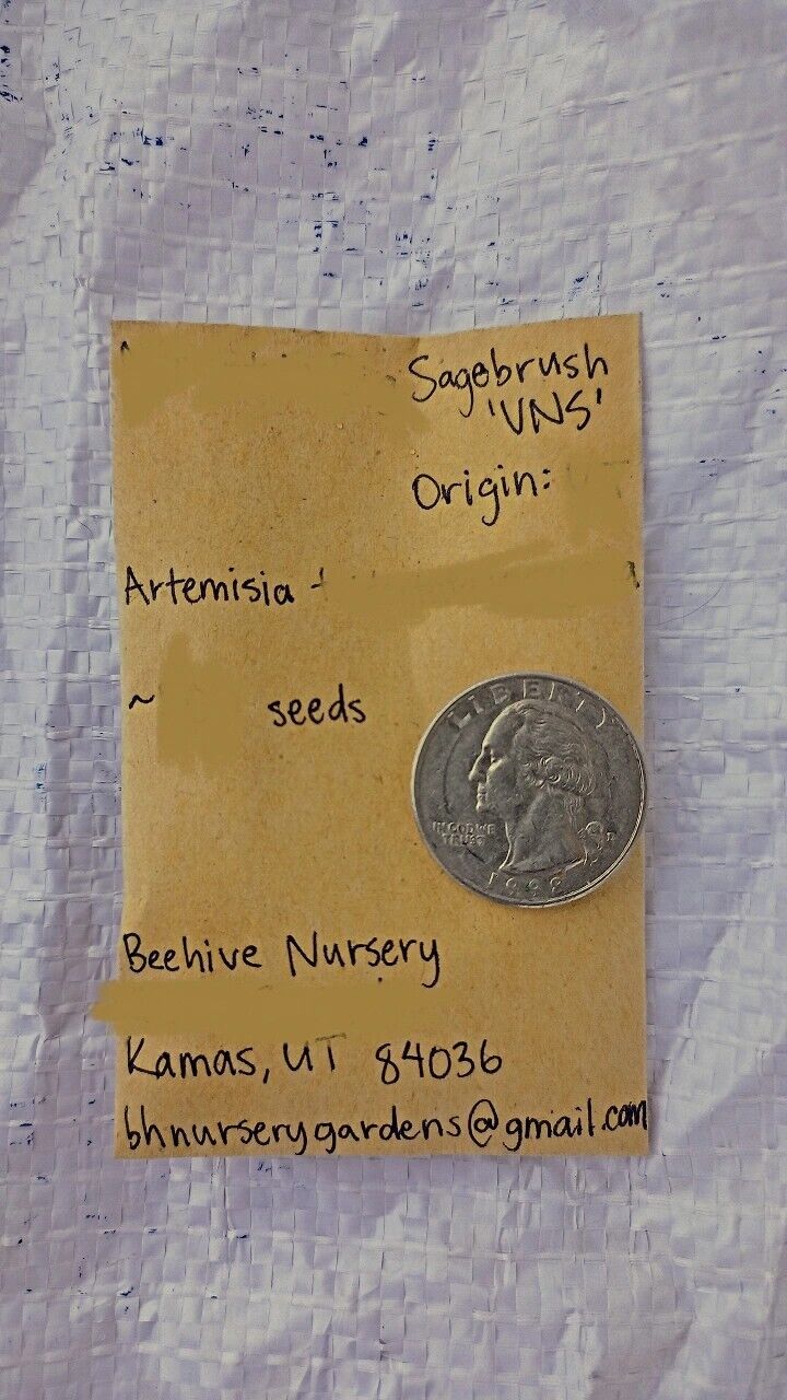 Silver Sagebrush, Artemisia cana 25-500 seeds