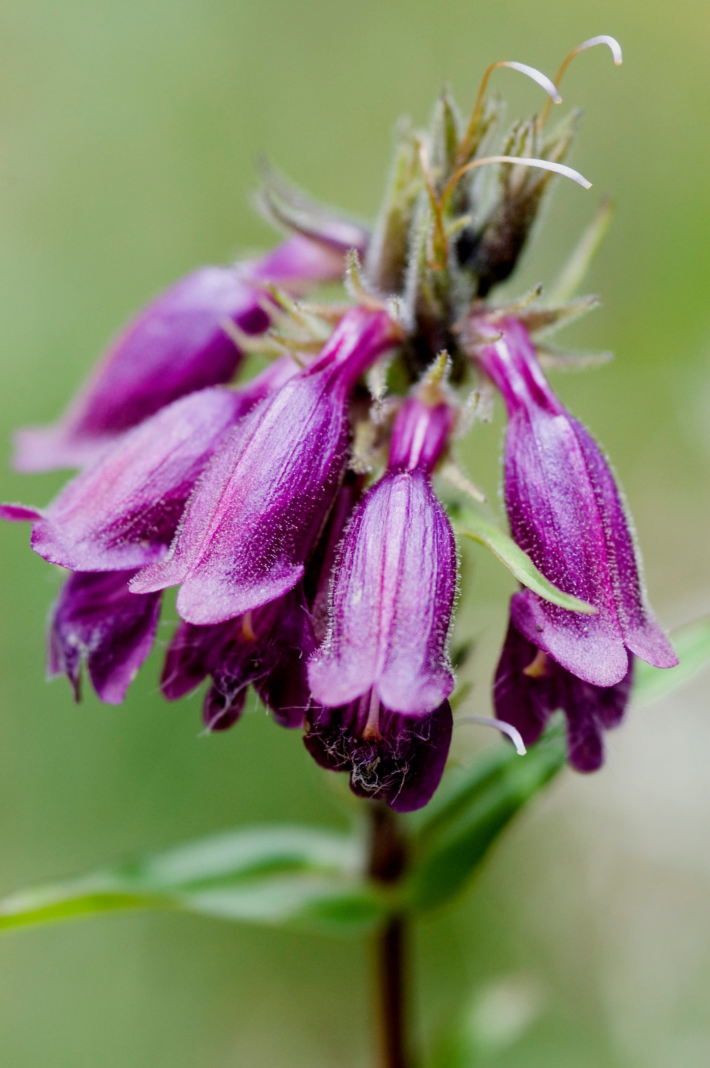 Penstemon whippleanus (Dusky Penstemon)