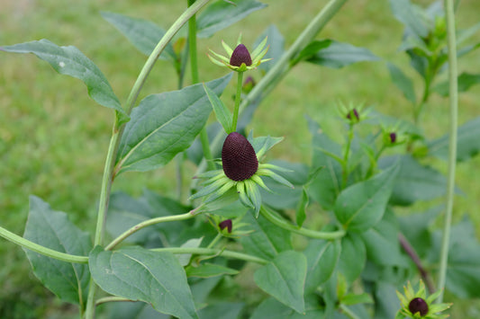 Rudbeckia occidentalis (Western Coneflower) 30 Seeds