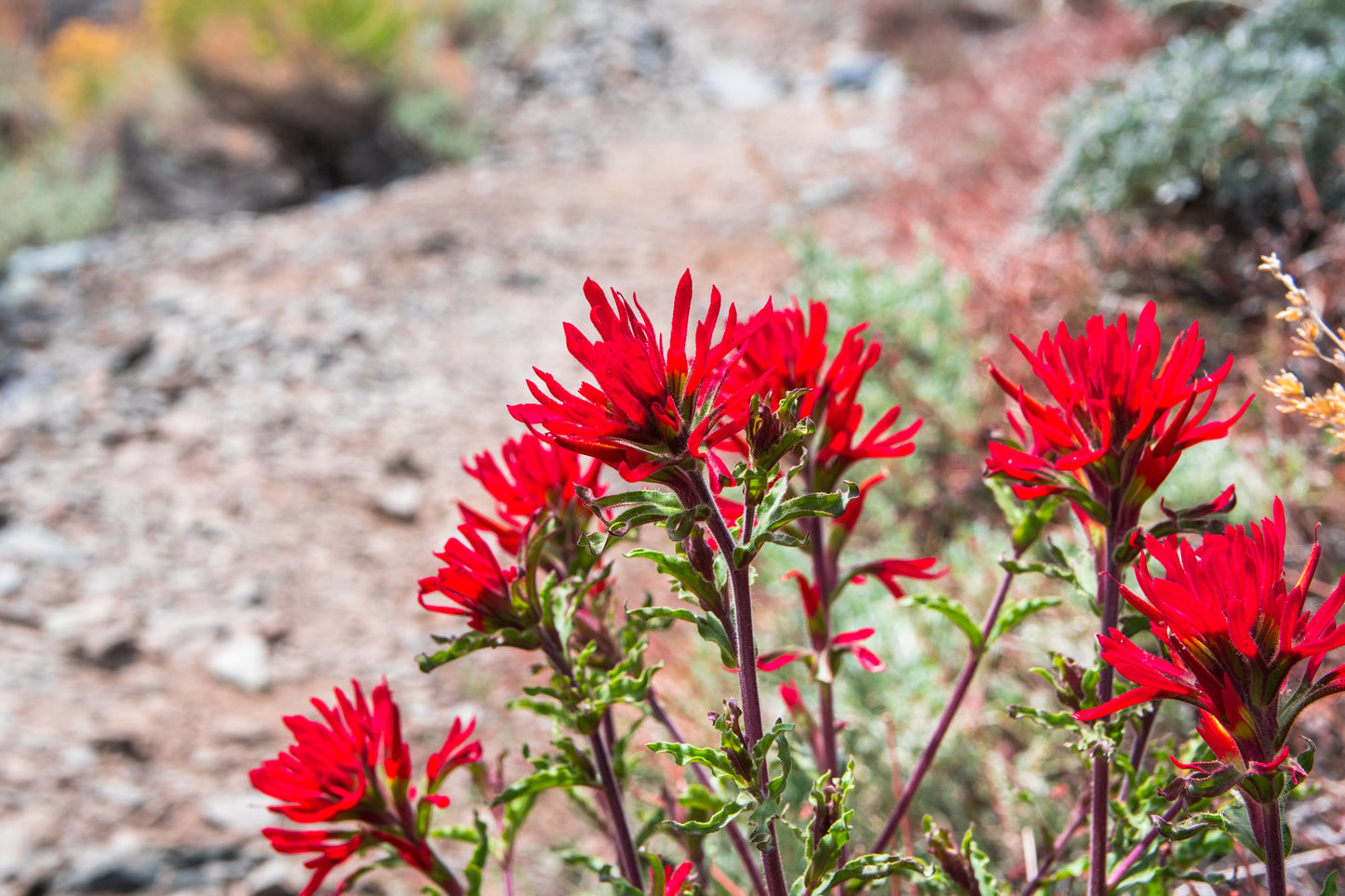 Castilleja applegatei var. pinetorum (Wavy Leaf Indian Paintbrush) 10 Seeds