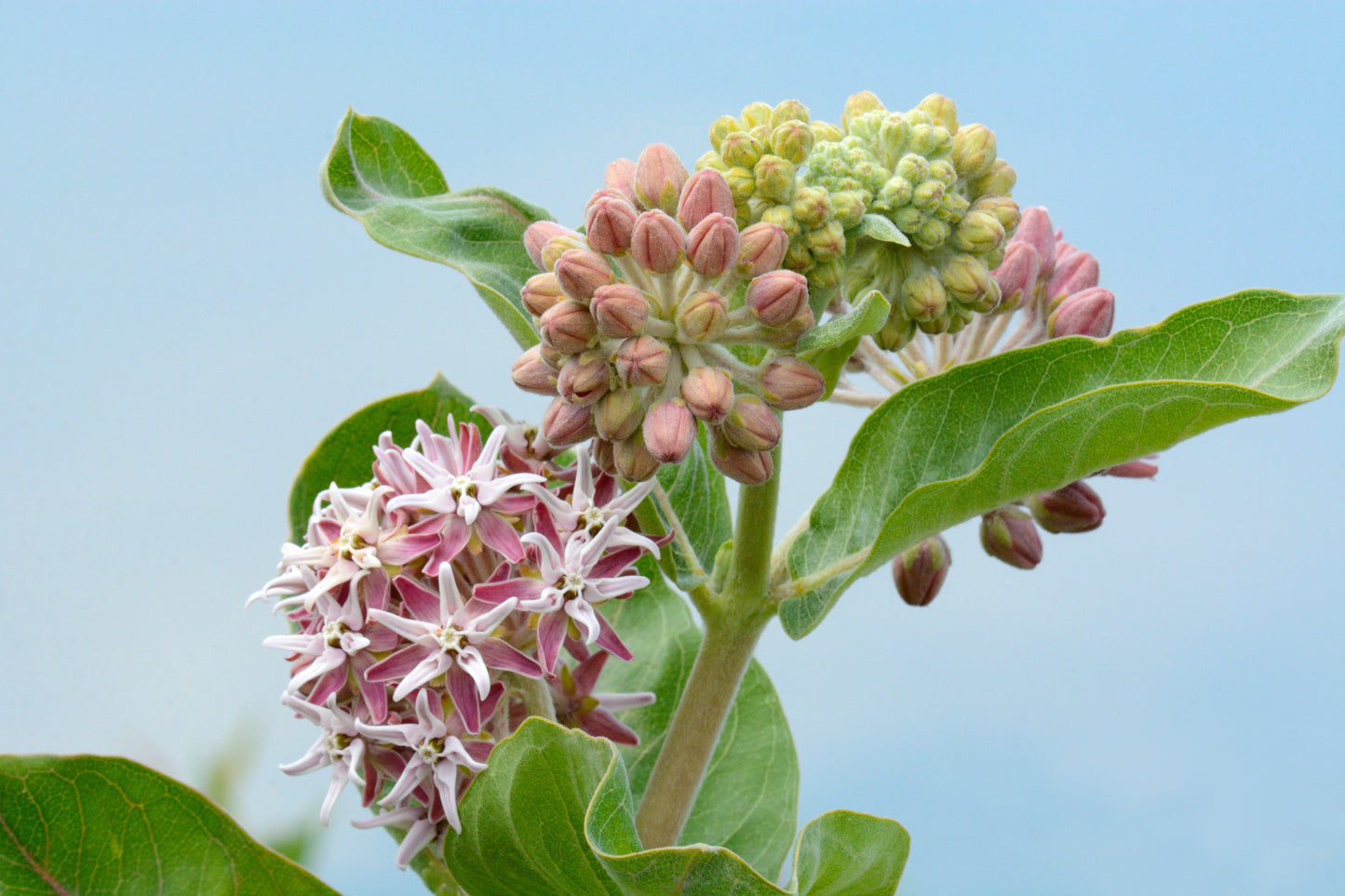 Asclepias speciosa (Showy Milkweed) 100 Seeds