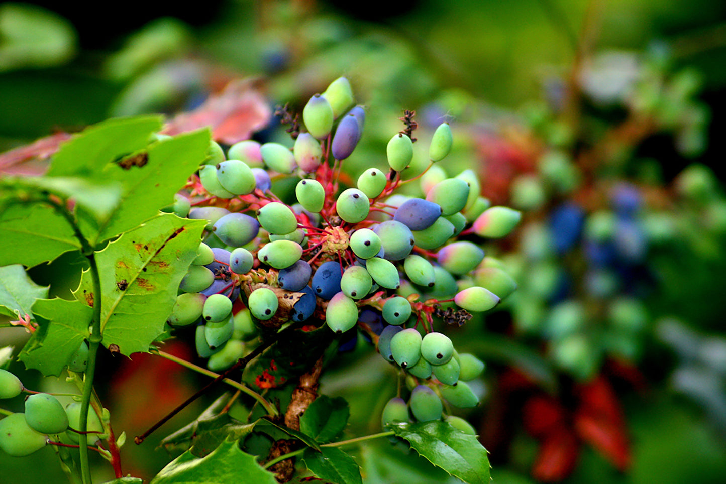 Mahonia Repens (Creeping Oregon Grape)