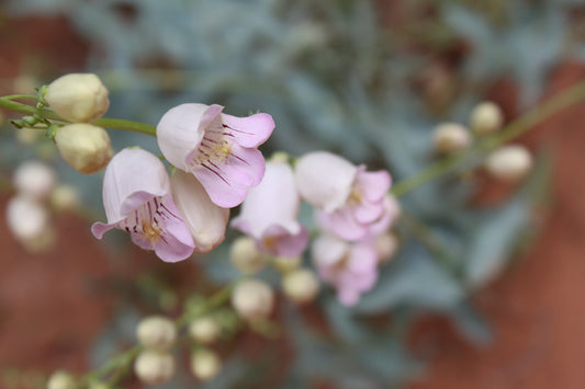 Penstemon palmeri (Palmer's Penstemon) 50 Seeds