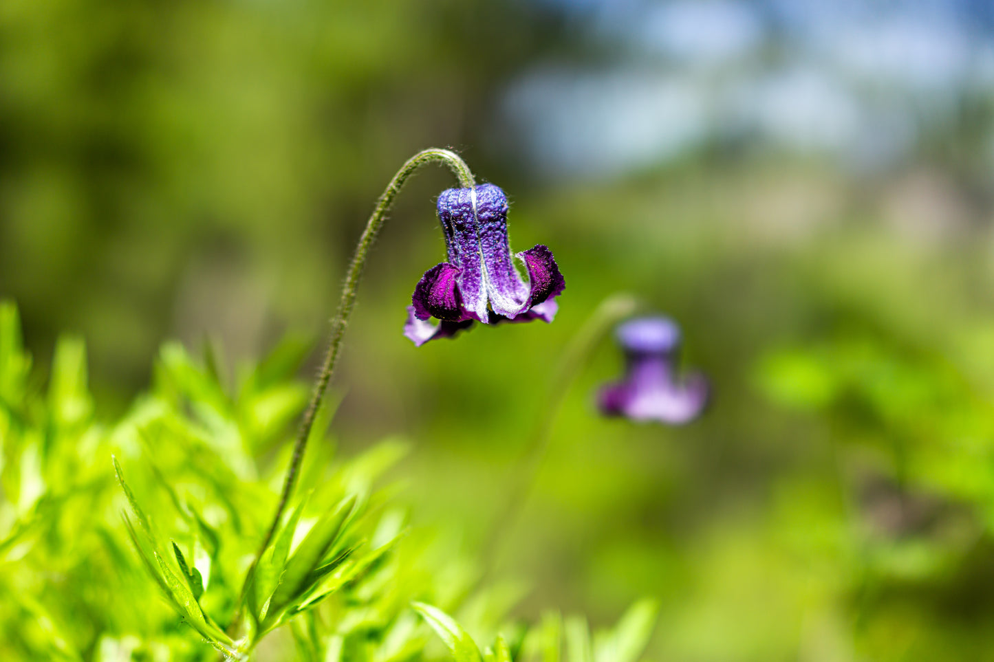 Clematis hirsutissima (Hairy Clematis) 10 Seeds