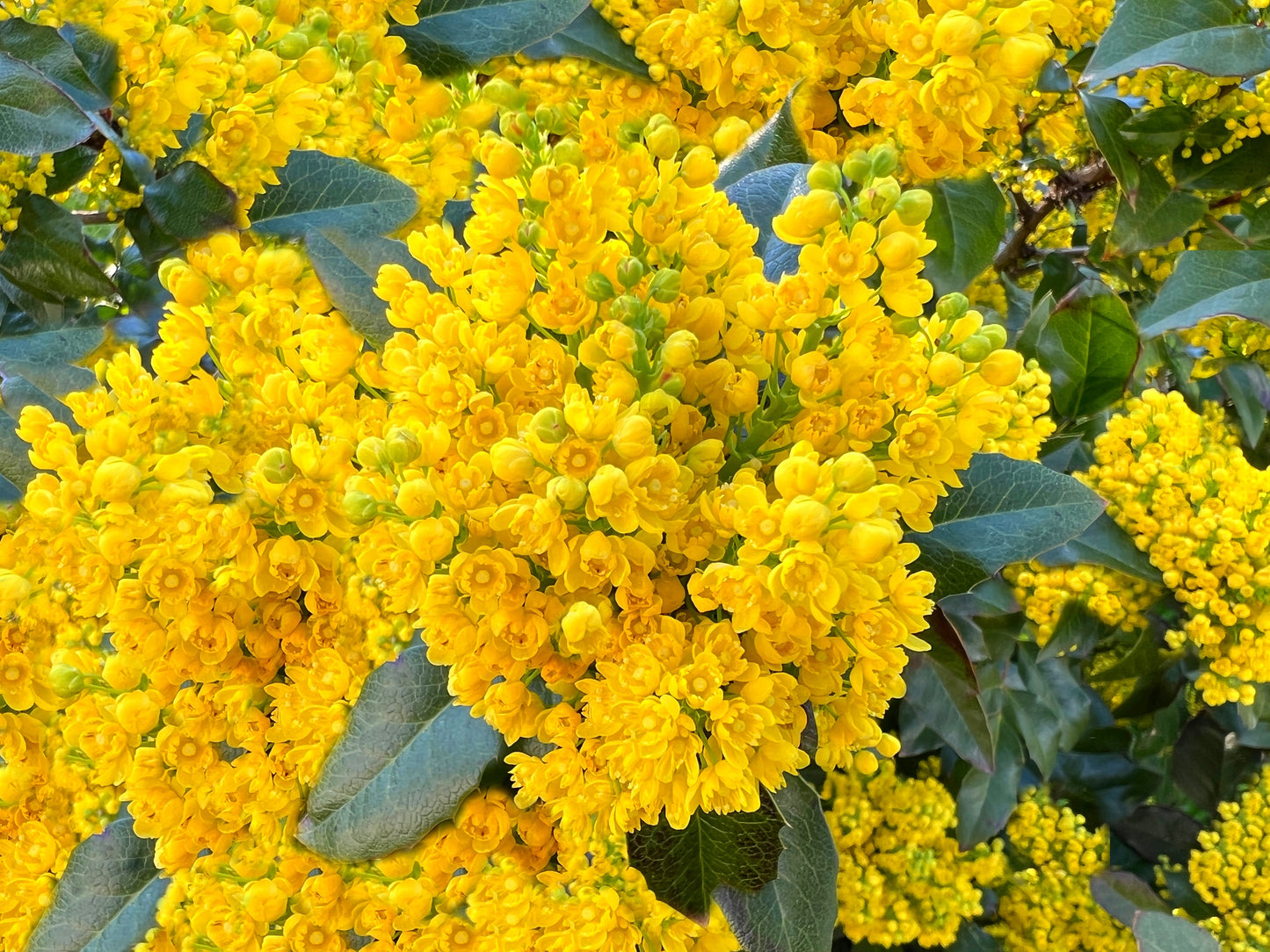 Mahonia Repens (Creeping Oregon Grape)