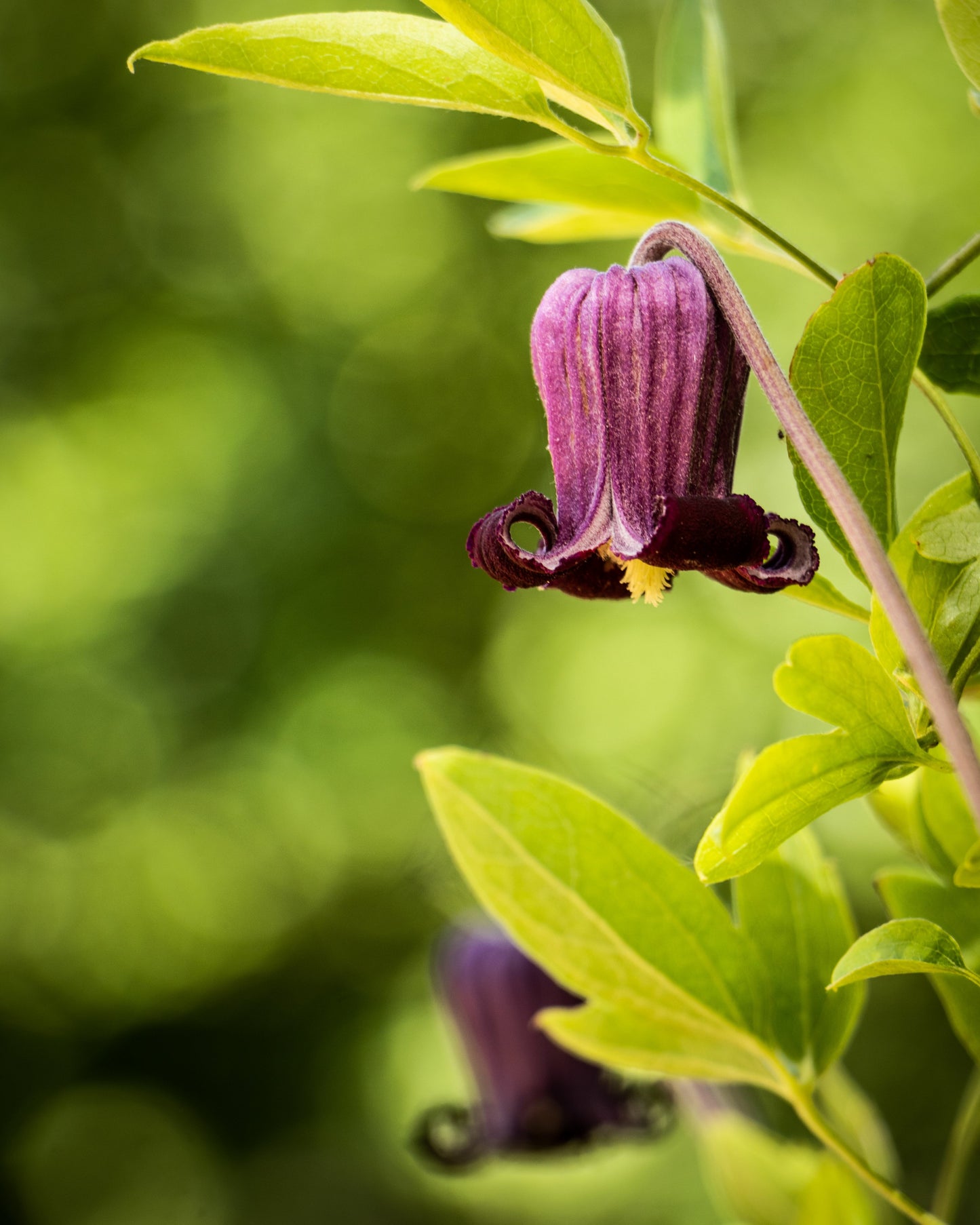 Clematis hirsutissima (Hairy Clematis) 10 Seeds