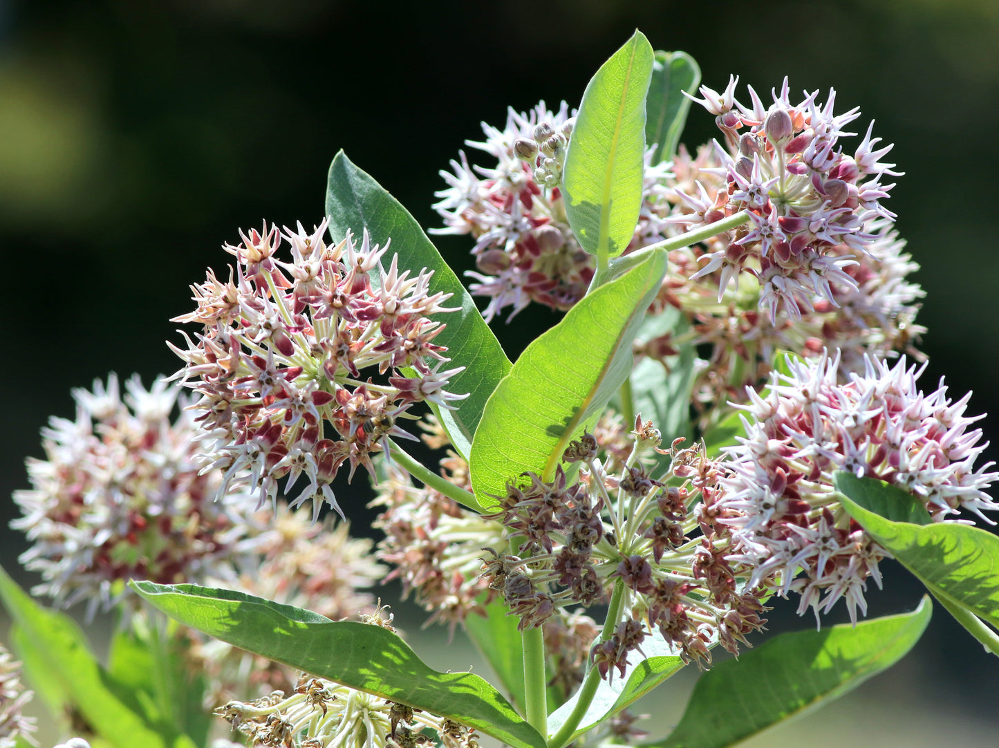 Asclepias speciosa (Showy Milkweed) 100 Seeds