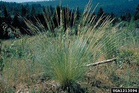 Festuca arizonica (Arizona Fescue)