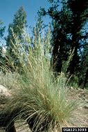 Festuca arizonica (Arizona Fescue)