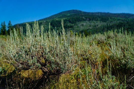 Artemisia tridentata v. vaseyena (Mountain Big Sagebrush)