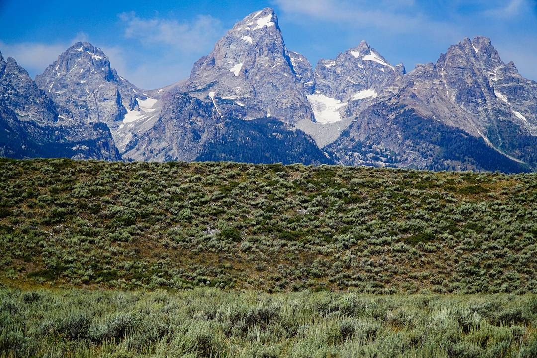 Artemisia tridentata v. vaseyena (Mountain Big Sagebrush)