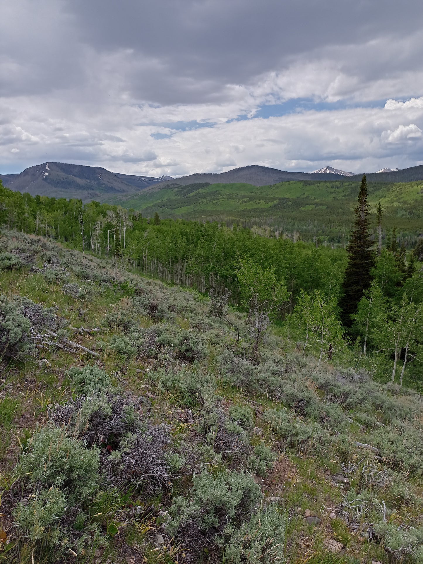 Artemisia tridentata v. vaseyena (Mountain Big Sagebrush)