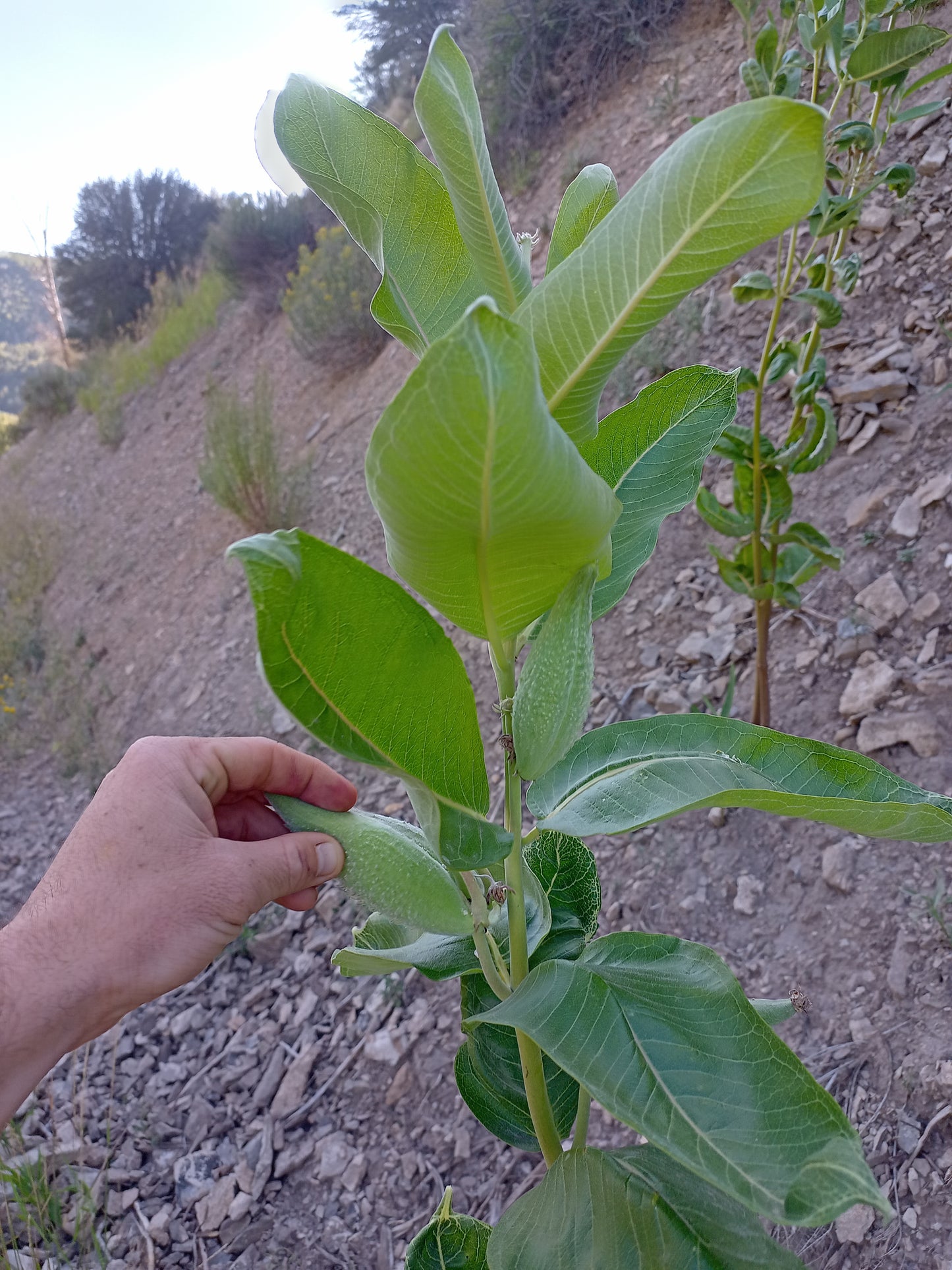 Asclepias speciosa (Showy Milkweed) 100 Seeds