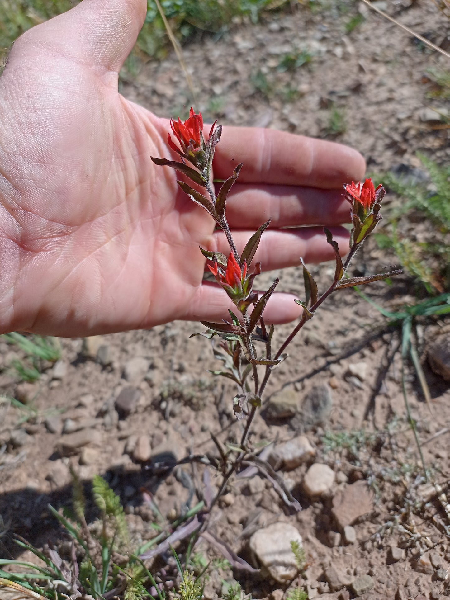 Castilleja applegatei var. pinetorum (Wavy Leaf Indian Paintbrush) 10 Seeds