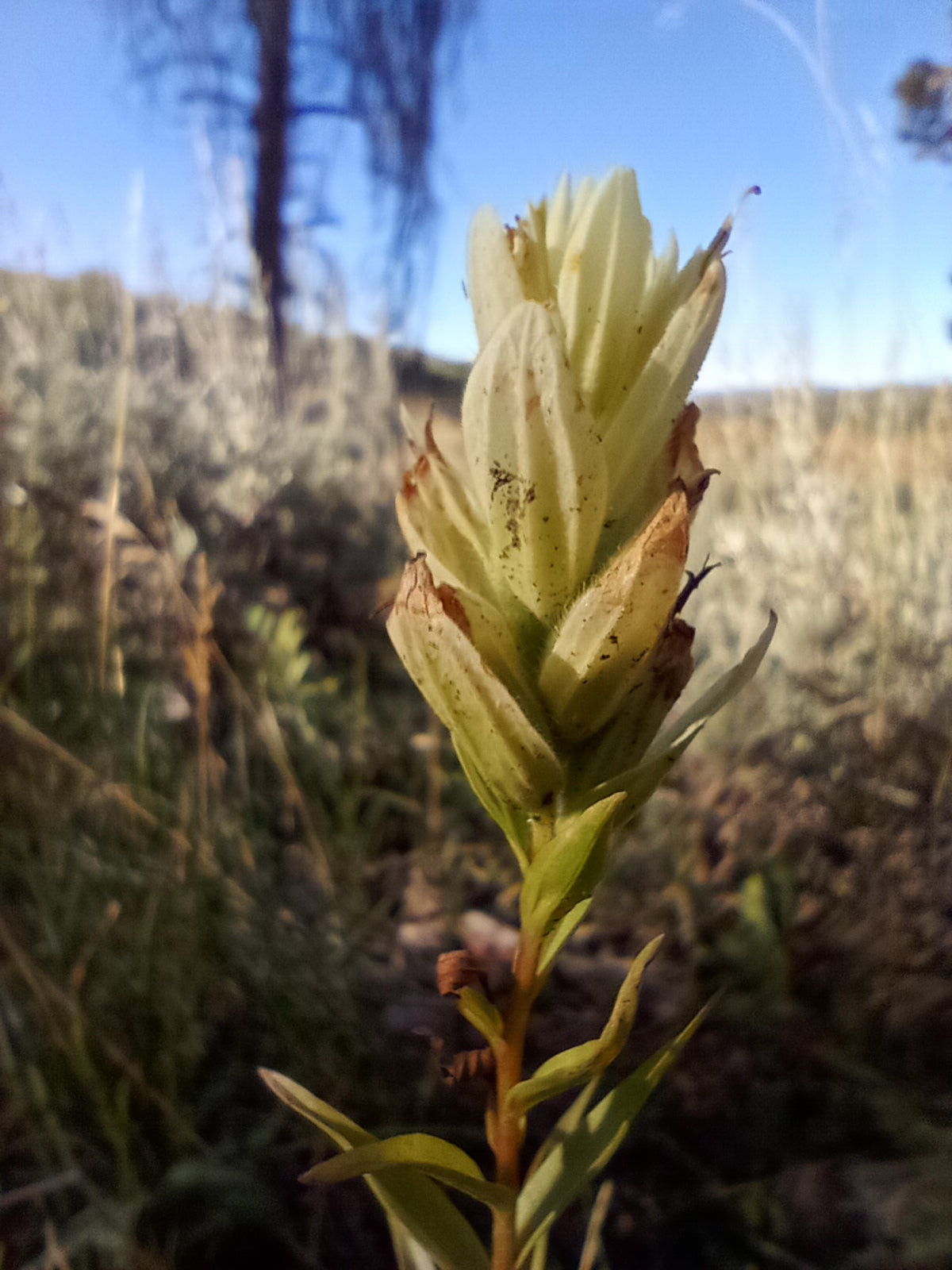 Castilleja septentrionalis (Sulphur Paintbrush) 10 Seeds