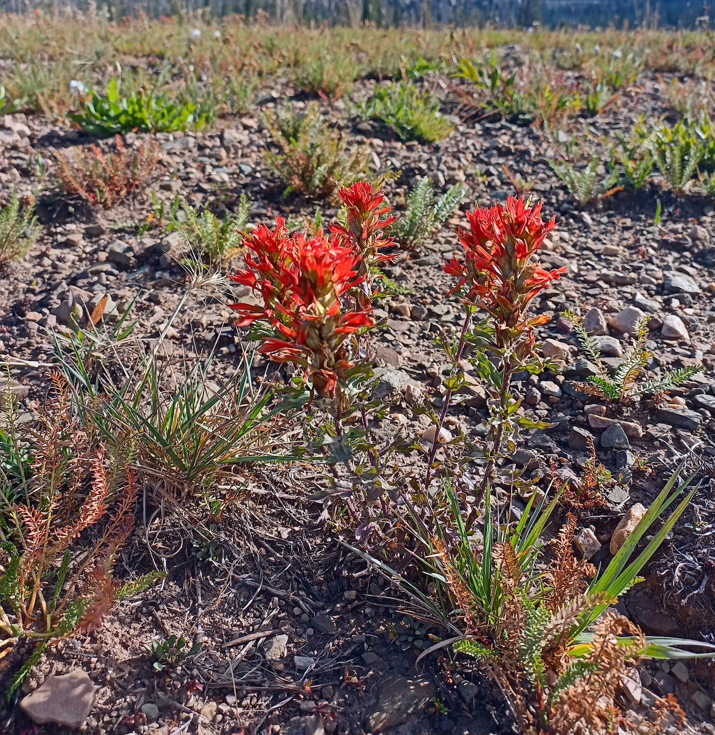 Castilleja applegatei var. pinetorum (Wavy Leaf Indian Paintbrush) 10 Seeds