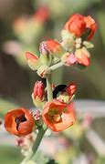 Sphaeralcea munroana (Munro's Globemallow) 50 Seeds