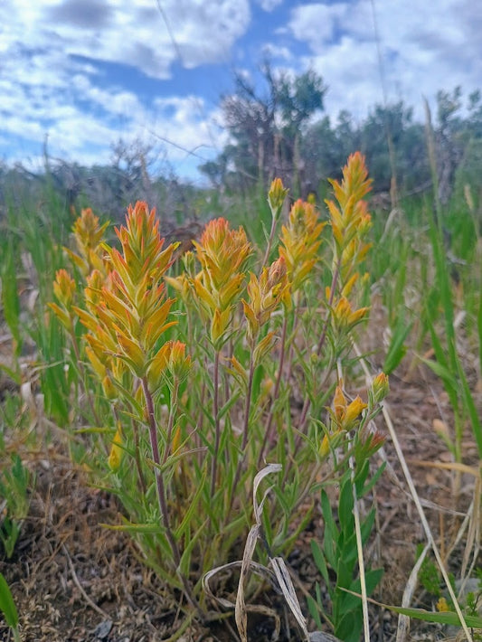 Castilleja flava v. flava (Yellow Paintbrush) 20 Seeds