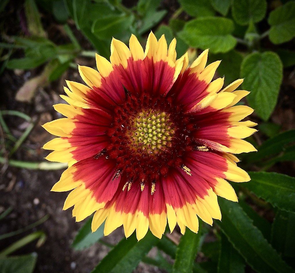 Gaillardia aristata (Blanketflower)