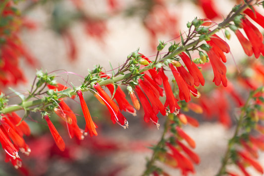 Penstemon eatonii (Firecracker Penstemon) 50 Seeds