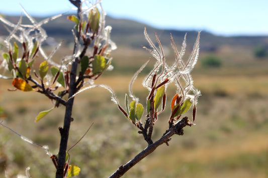 Cercocarpus montanus (Birchleaf Mountain Mahogany) 50 Seeds