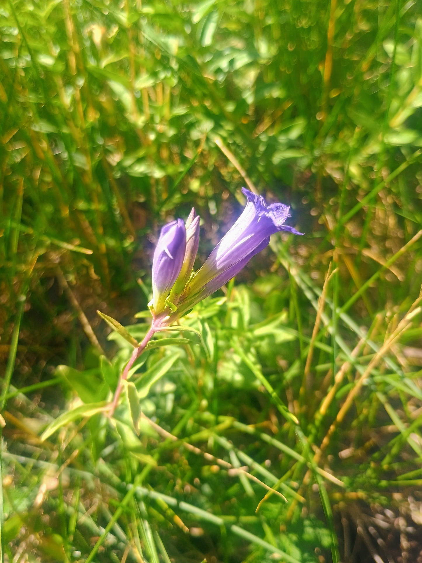 Gentiana affinis (Pleated Gentian) 30 Seeds